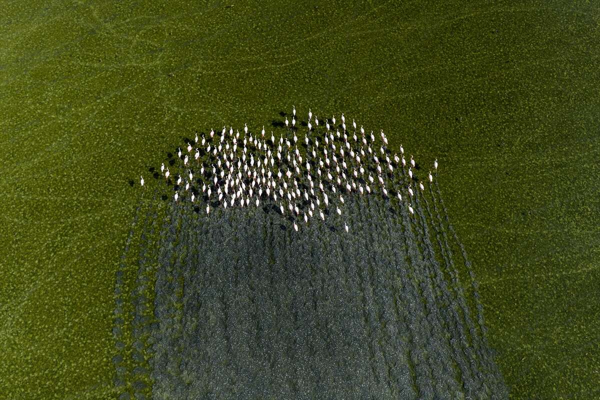 Konya’da kuruyan göl yeniden canlandı, flamingolar geri döndü 7